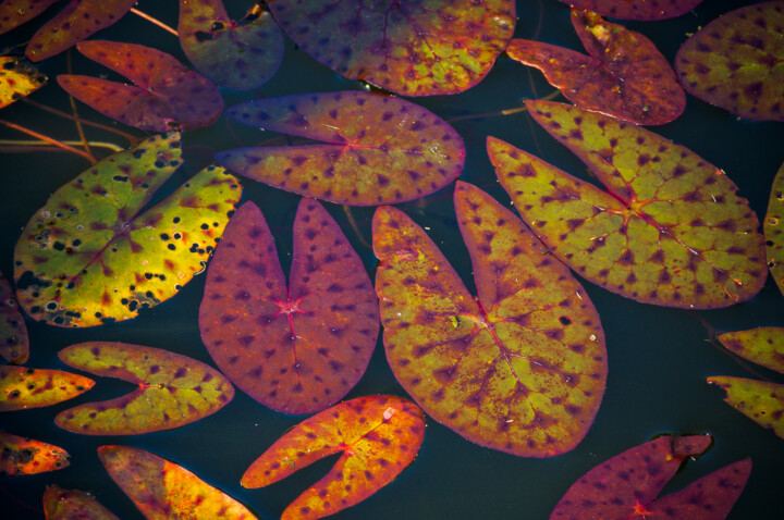 Photographie intitulée "Nymphaeaceae" par Antonio Schubert, Œuvre d'art originale, Photographie numérique