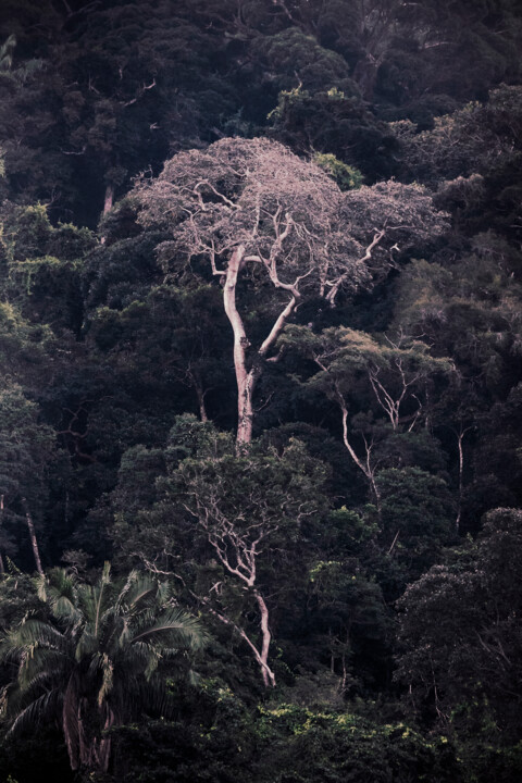 Fotografie getiteld "Tijuca Forest VIII" door Antonio Schubert, Origineel Kunstwerk, Digitale fotografie