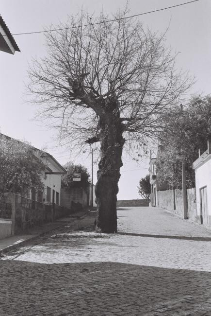 Fotografia intitulada "Vontade de ficar" por Antonio Tavares, Obras de arte originais