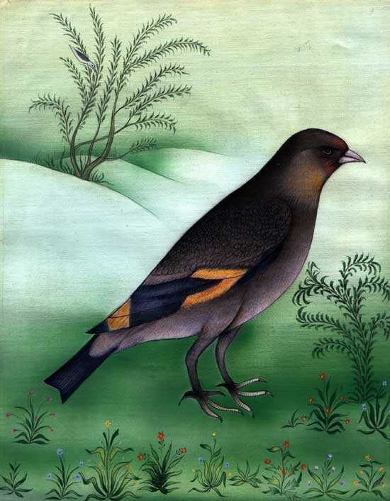 Painting titled "cuckoo" by Saumya Anuj, Original Artwork, Oil