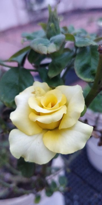 Фотография под названием "Yellow Rose" - Ak, Подлинное произведение искусства, Цифровая фотография