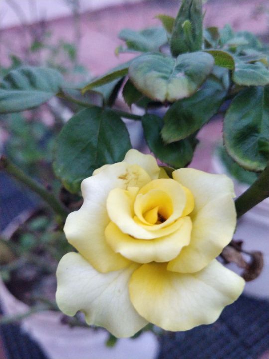 Photography titled "Yellow Rose Garden" by Ak, Original Art, Digital Photography