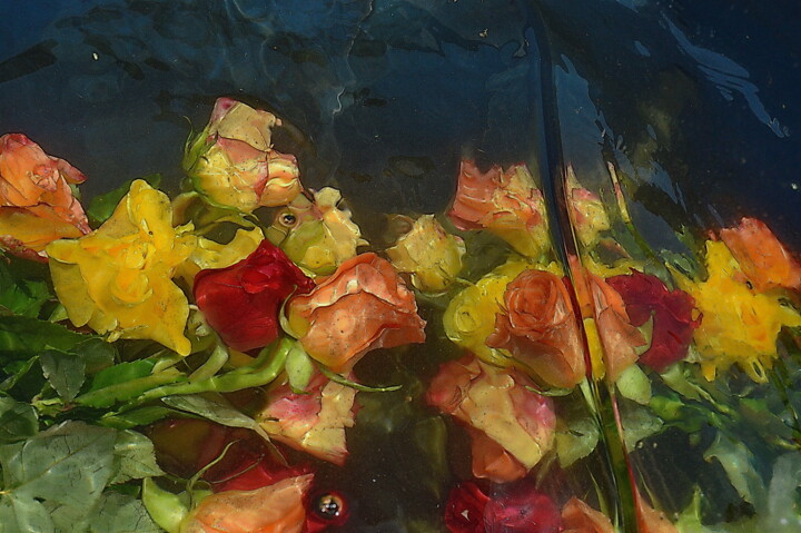 Fotografie getiteld "roses roses." door Aquartistiq, Origineel Kunstwerk, Digitale fotografie