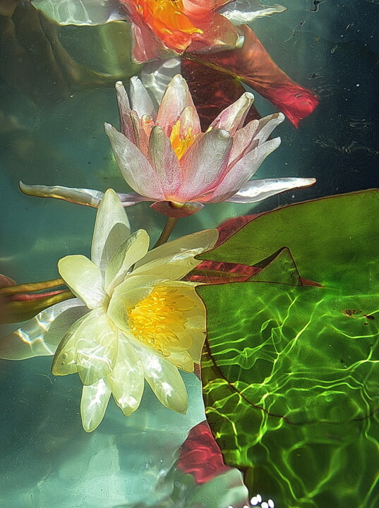 Photographie intitulée "quelques nenuphars" par Aquartistiq, Œuvre d'art originale, Photographie numérique