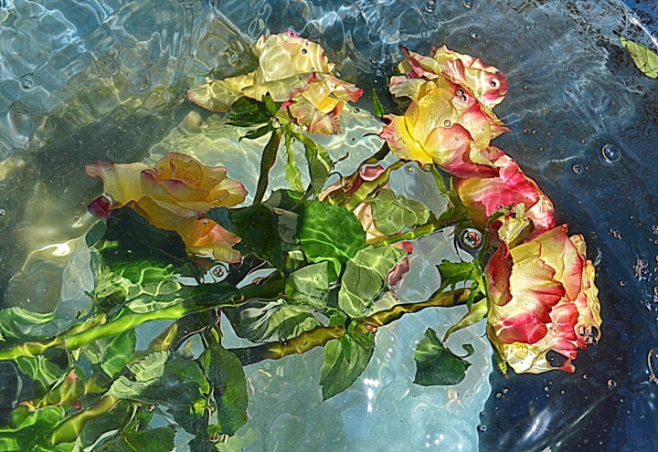 Photographie intitulée "melange de roses" par Aquartistiq, Œuvre d'art originale, Photographie numérique