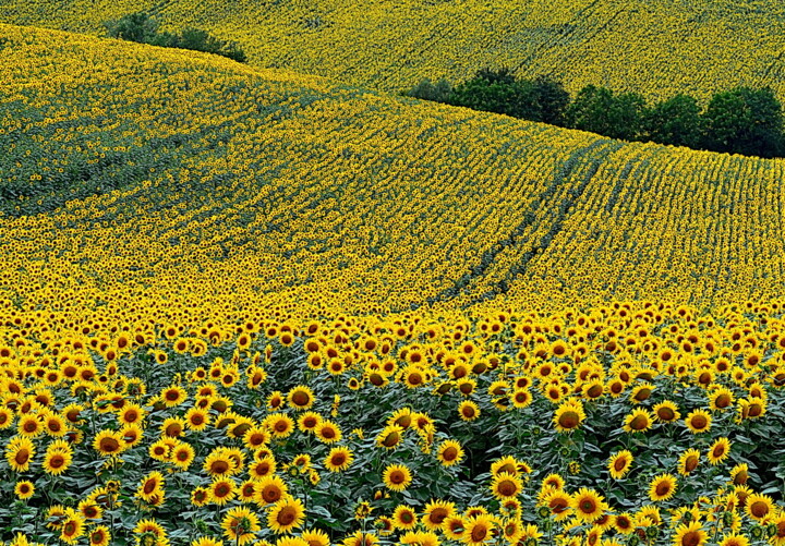 Photographie intitulée "sunflowers field" par Aquartistiq, Œuvre d'art originale, Photographie numérique