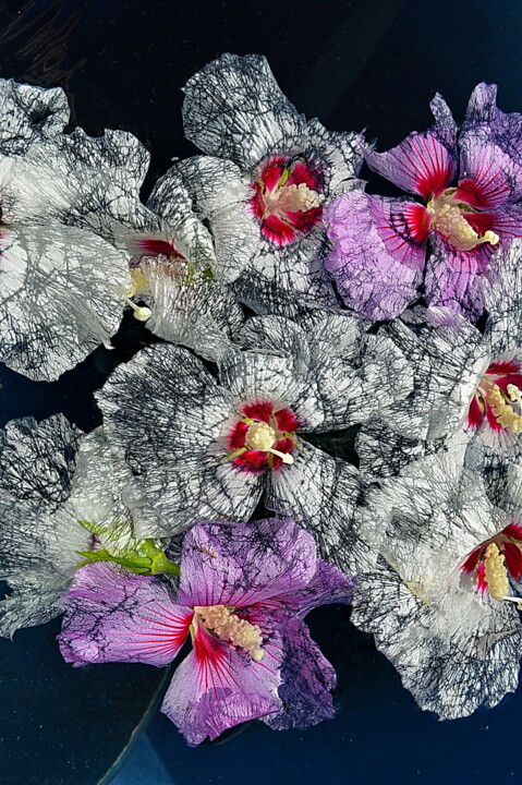 Photographie intitulée "fleurs fades" par Aquartistiq, Œuvre d'art originale, Photographie numérique
