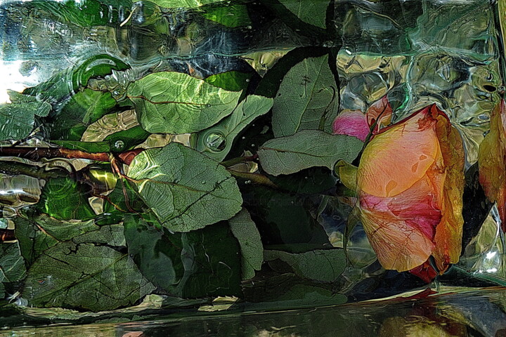 Фотография под названием "rose seule" - Aquartistiq, Подлинное произведение искусства, Цифровая фотография