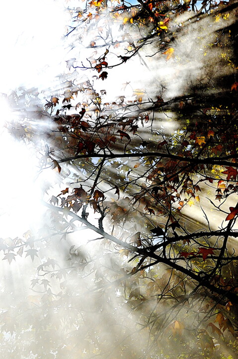 Photography titled "brouillard  et sole…" by Aquartistiq, Original Artwork, Digital Photography
