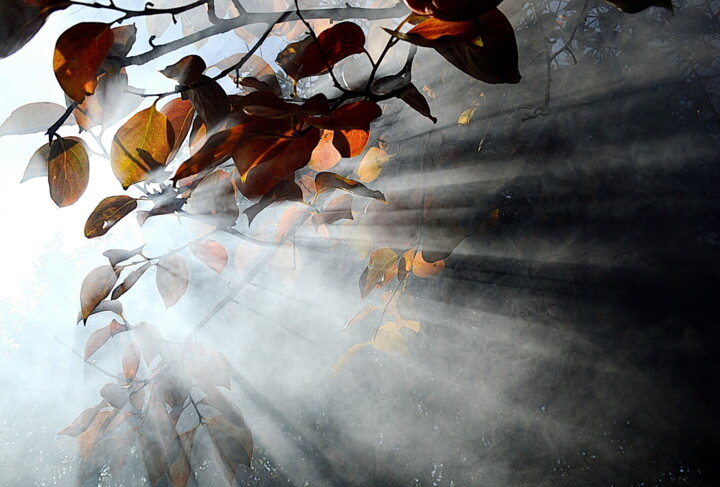 Photographie intitulée "kaki brouillard" par Aquartistiq, Œuvre d'art originale, Photographie numérique