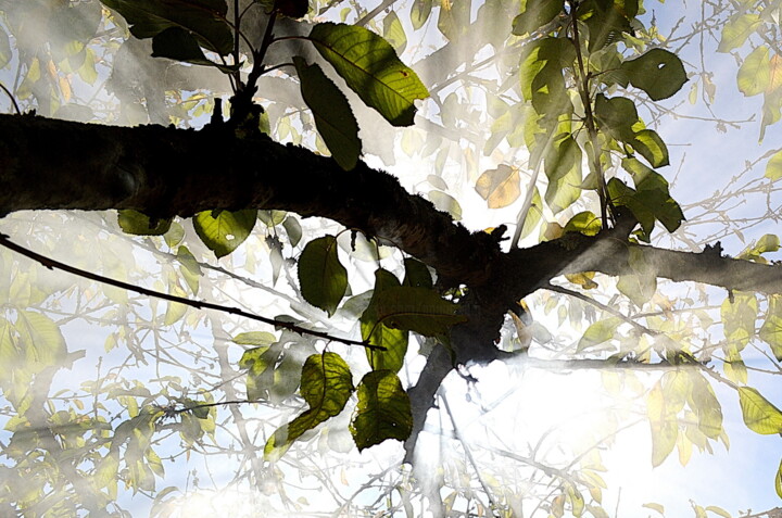 Photographie intitulée "arbre dans brouilla…" par Aquartistiq, Œuvre d'art originale, Photographie numérique