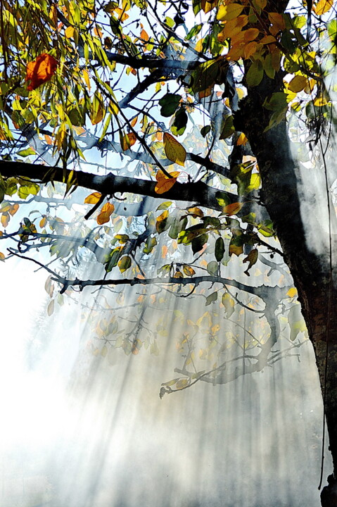 Photographie intitulée "cerisier d'automne" par Aquartistiq, Œuvre d'art originale, Photographie numérique