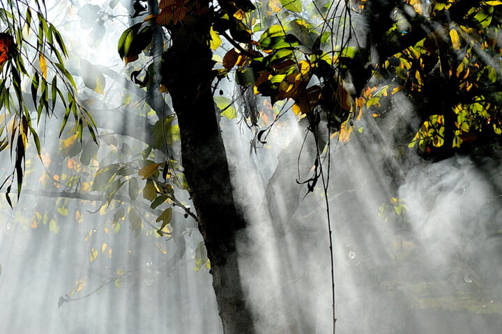 Photographie intitulée "arbres." par Aquartistiq, Œuvre d'art originale, Photographie numérique