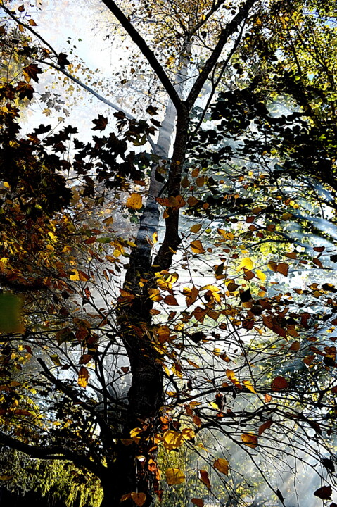 Fotografie mit dem Titel "arbre et brouillard" von Aquartistiq, Original-Kunstwerk, Digitale Fotografie
