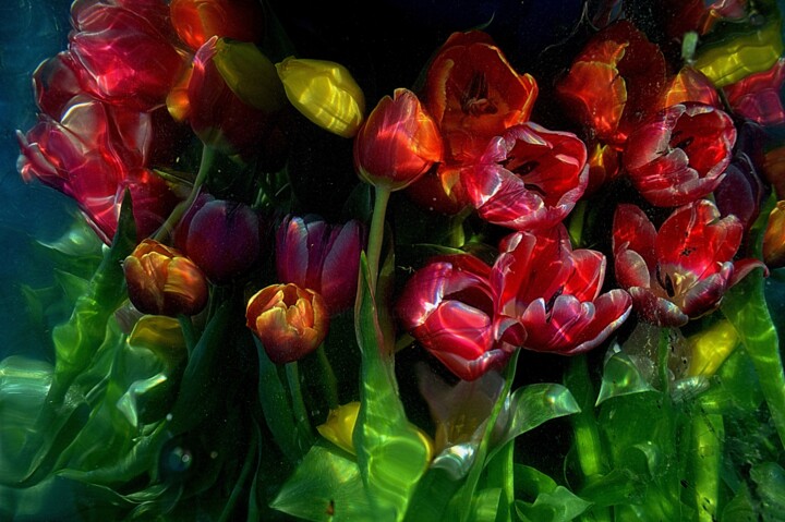 Photographie intitulée "mélange de tulipes." par Aquartistiq, Œuvre d'art originale, Photographie numérique