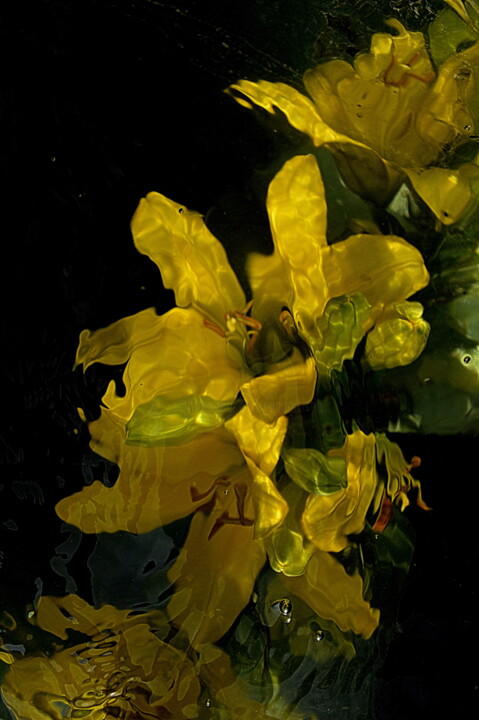 Fotografia intitolato "lys jaune" da Aquartistiq, Opera d'arte originale, Fotografia digitale