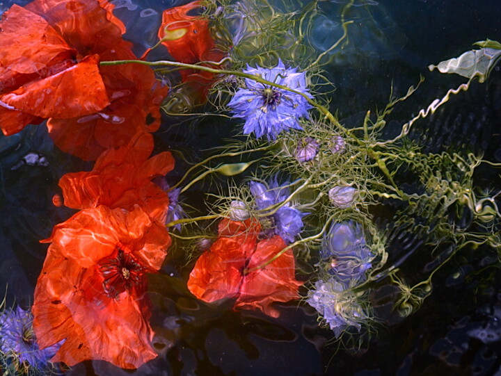 Photographie intitulée "bleuets rouges" par Aquartistiq, Œuvre d'art originale, Photographie numérique