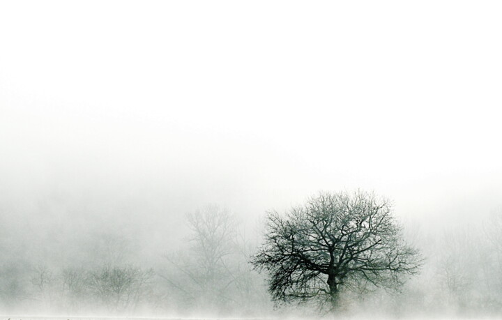 Fotografia zatytułowany „arbre.” autorstwa Aquartistiq, Oryginalna praca, Fotografia cyfrowa