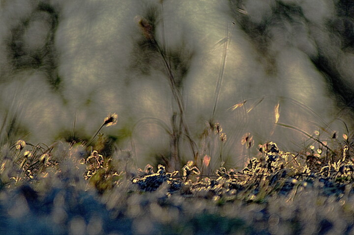 Photography titled "herbes." by Aquartistiq, Original Artwork, Digital Photography