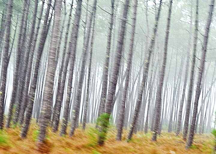 Photographie intitulée "pays des pins" par Aquartistiq, Œuvre d'art originale, Photographie numérique