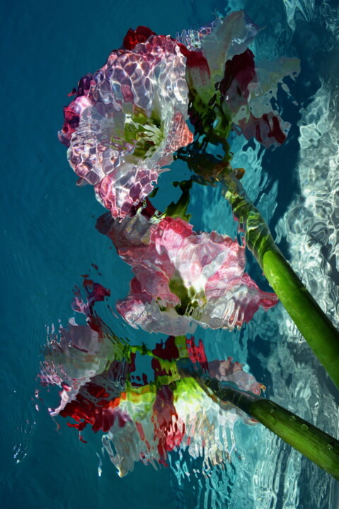 Photography titled "amaryllis" by Aquartistiq, Original Artwork, Digital Photography