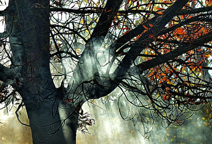 Photography titled "brouillard et lumiè…" by Aquartistiq, Original Artwork, Digital Photography