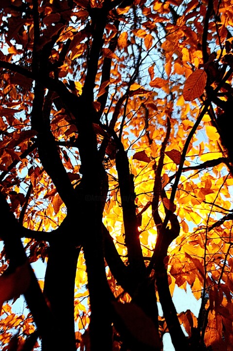 摄影 标题为“arbre lumineux” 由Aquartistiq, 原创艺术品, 数码摄影