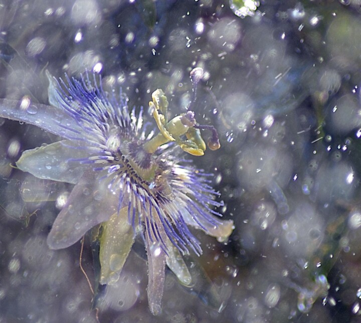 Fotografia intitulada "passiflore et pluie" por Aquartistiq, Obras de arte originais, Fotografia digital