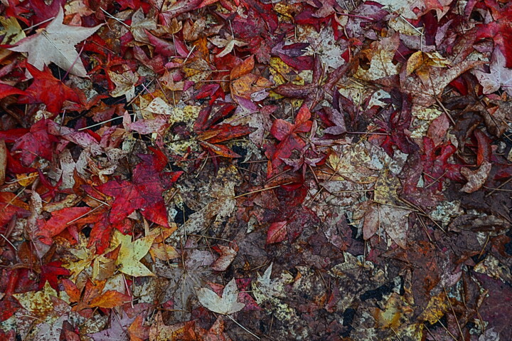 Photographie intitulée "tapis d'automne" par Aquartistiq, Œuvre d'art originale, Photographie numérique