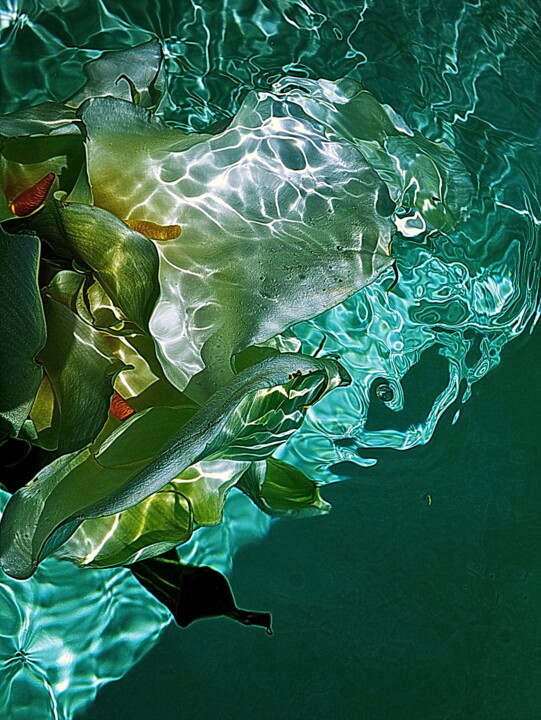 "mélange d'arums" başlıklı Fotoğraf Aquartistiq tarafından, Orijinal sanat, Dijital Fotoğrafçılık