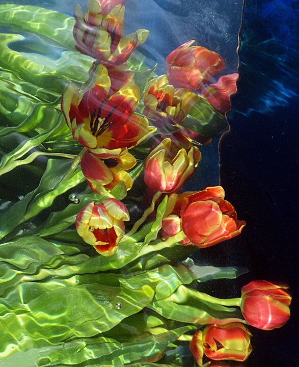 Photographie intitulée "tulipes 2024" par Aquartistiq, Œuvre d'art originale, Photographie numérique