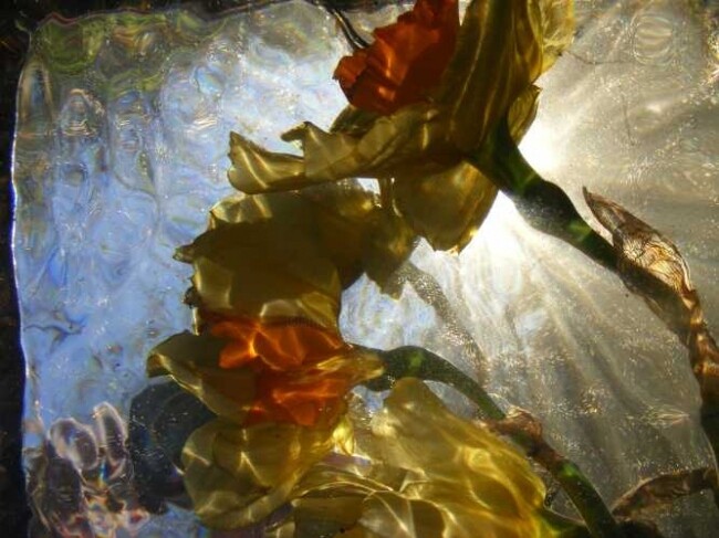 摄影 标题为“fleurs4” 由Aquartistiq, 原创艺术品