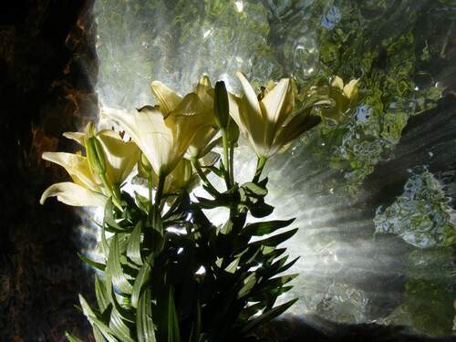 Fotografia zatytułowany „lys.  .” autorstwa Aquartistiq, Oryginalna praca, Fotografia cyfrowa