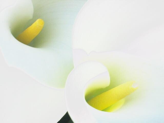 Photography titled "arums" by Aquartistiq, Original Artwork