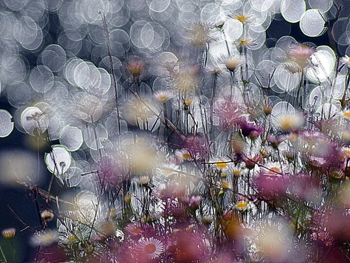 Fotografie mit dem Titel "fleurs reflets" von Aquartistiq, Original-Kunstwerk, Digitale Fotografie