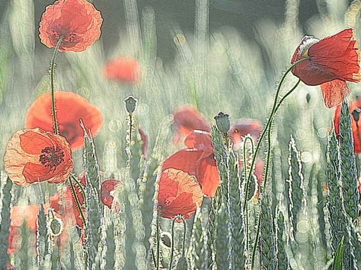 Photography titled "mes coquelicots." by Aquartistiq, Original Artwork, Digital Photography