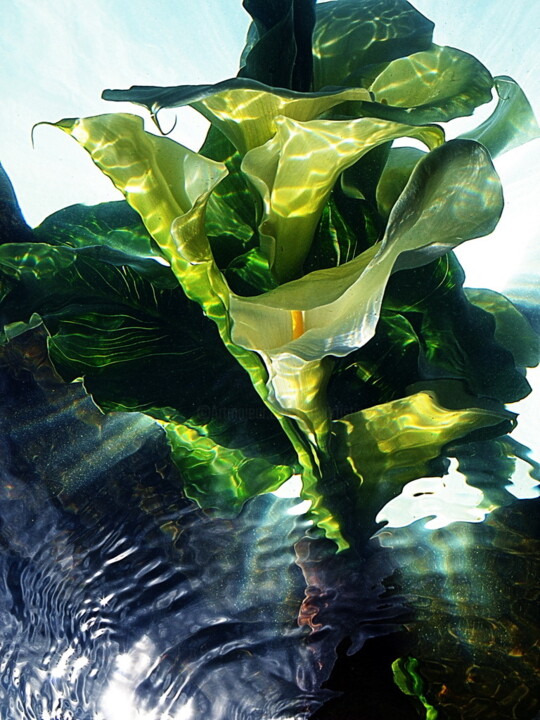 Photographie intitulée "ARUMS." par Aquartistiq, Œuvre d'art originale, Photographie numérique