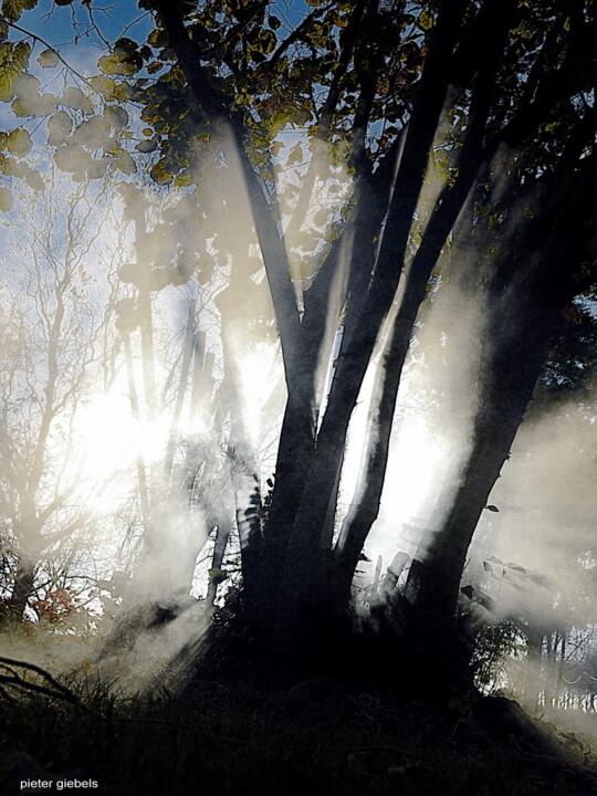 Photographie intitulée "arbres et ombres" par Aquartistiq, Œuvre d'art originale, Photographie numérique