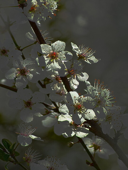 제목이 "fleurs blanches."인 사진 Aquartistiq로, 원작, 디지털