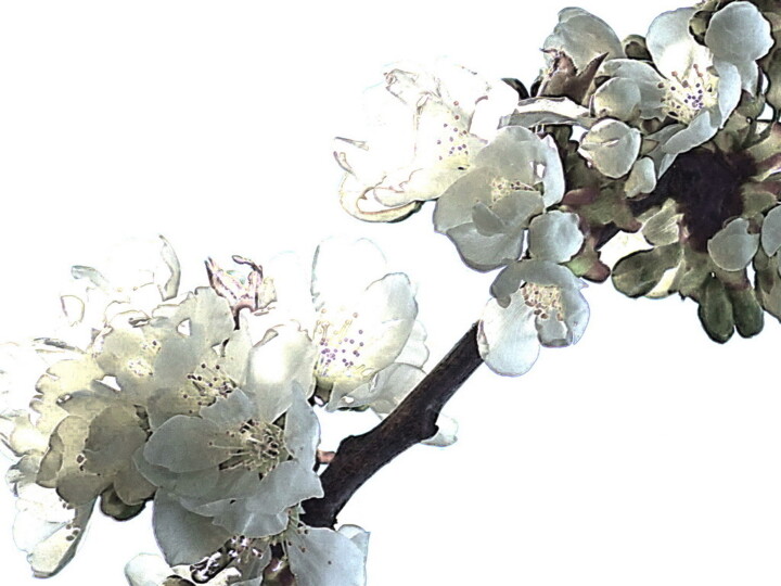 Fotografia intitolato "cerisier en fleur.." da Aquartistiq, Opera d'arte originale, Fotografia digitale