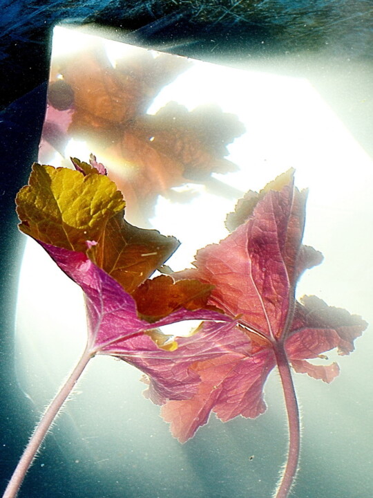Photographie intitulée "les deux feuilles" par Aquartistiq, Œuvre d'art originale, Photographie numérique