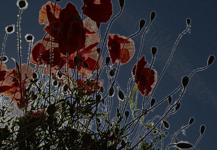 Фотография под названием "poppies... coquelic…" - Aquartistiq, Подлинное произведение искусства, Цифровая фотография