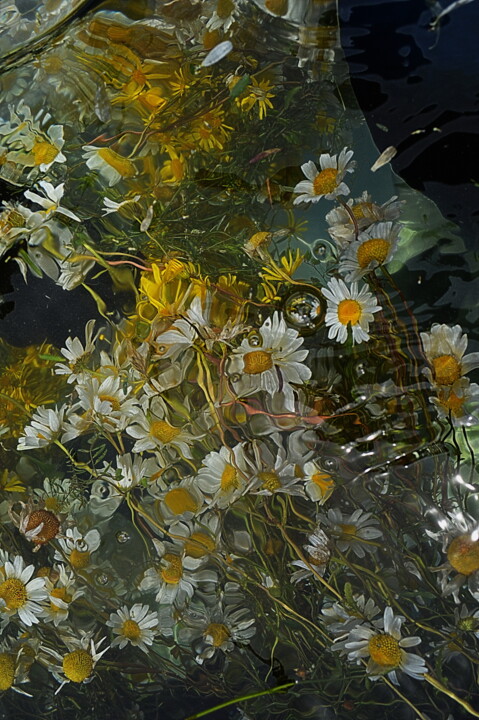 Photography titled "bouquet camomille." by Aquartistiq, Original Artwork, Digital Photography