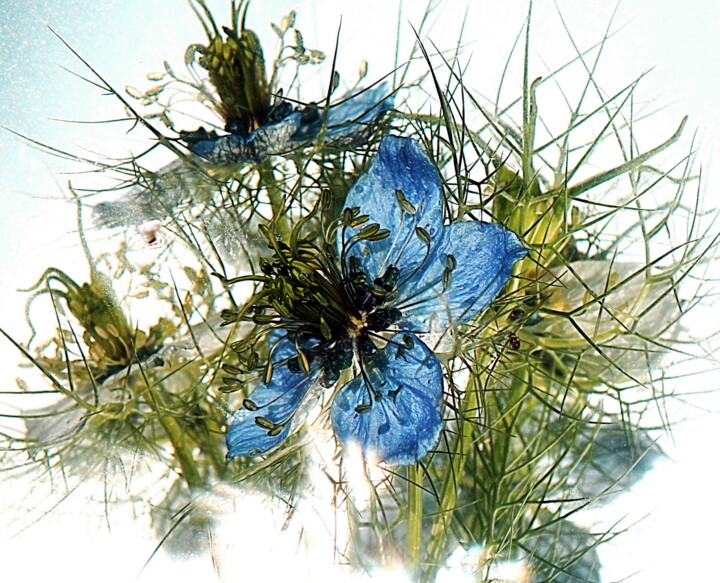 Fotografia zatytułowany „fleurs bleues.” autorstwa Aquartistiq, Oryginalna praca, Fotografia cyfrowa