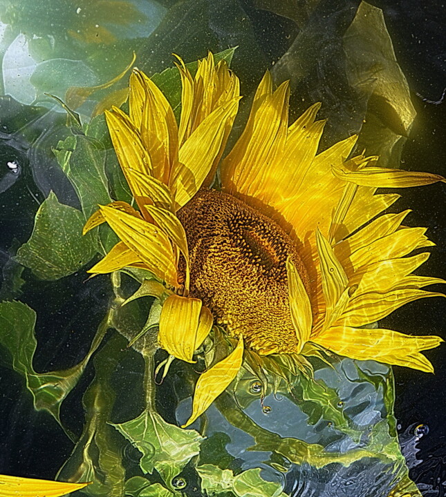 Photographie intitulée "detail. sunflower" par Aquartistiq, Œuvre d'art originale, Photographie numérique