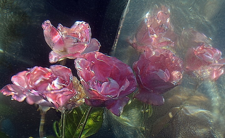 Photographie intitulée "roses miroir" par Aquartistiq, Œuvre d'art originale, Photographie numérique