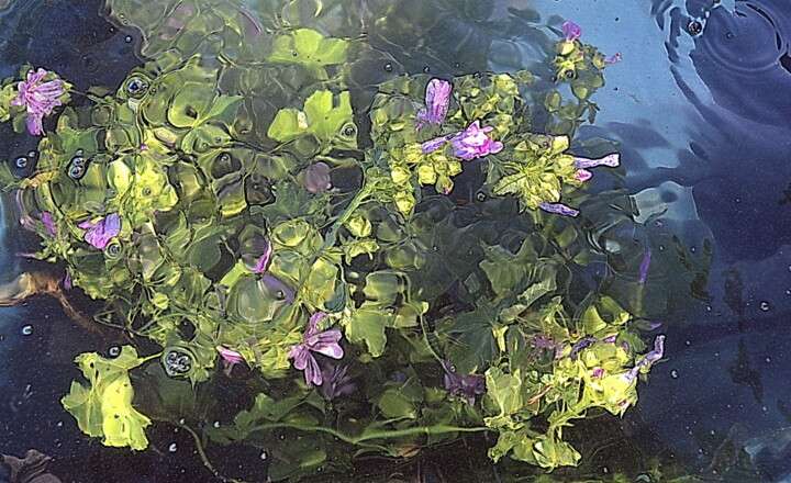 "bleu/violet" başlıklı Fotoğraf Aquartistiq tarafından, Orijinal sanat, Dijital Fotoğrafçılık