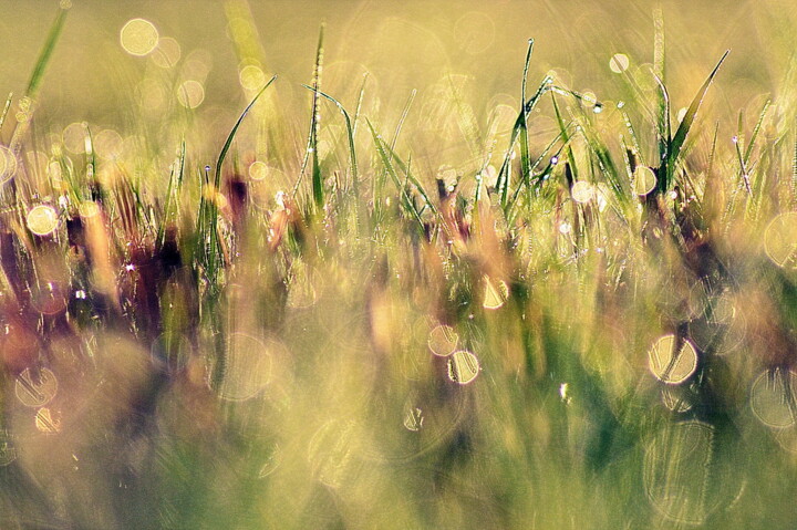 Photographie intitulée "herbes..." par Aquartistiq, Œuvre d'art originale, Photographie numérique