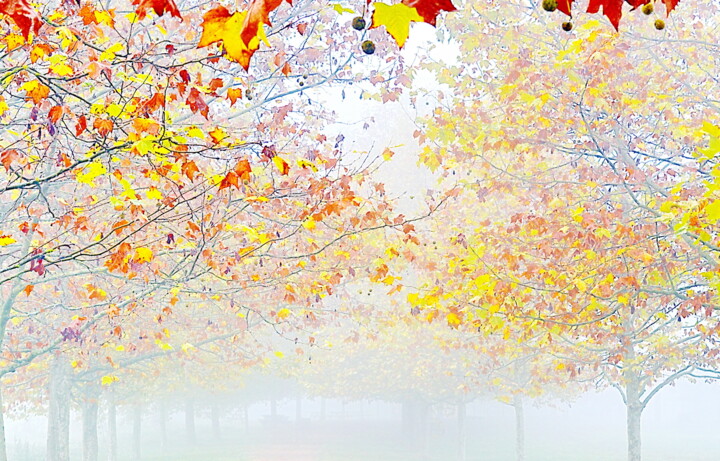 Photographie intitulée "..automne.." par Aquartistiq, Œuvre d'art originale, Photographie numérique
