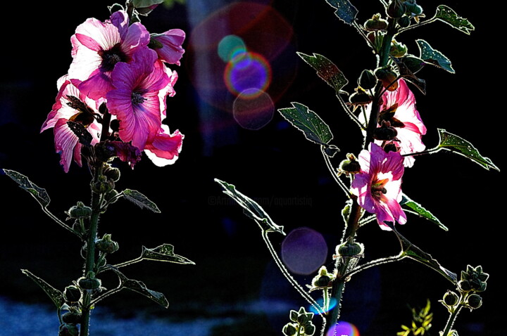 Photography titled "fleurs roses" by Aquartistiq, Original Artwork, Digital Photography